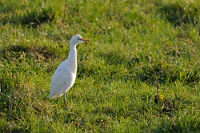 29116 Bubulcus ibis (Airone guardabuoi)